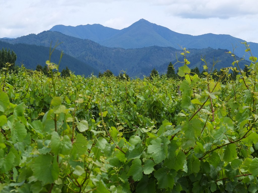 cook-strait-and-wine-tourism-boost-marlborough-vehicle-hire-demand Cook Strait and Wine Tourism Boost Marlborough Vehicle Hire Demand