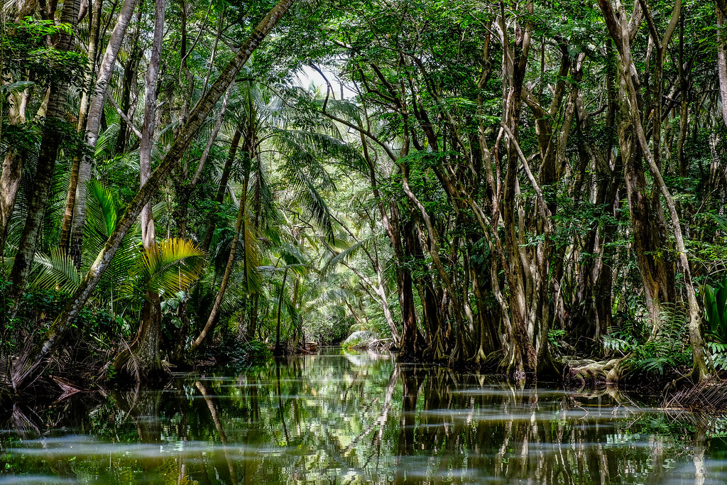 Dominica’s Eco-Tourism Growth and Adventure Appeal for U.S. Travelers Dominica’s Eco-Tourism Growth and Adventure Appeal for U.S. Travelers