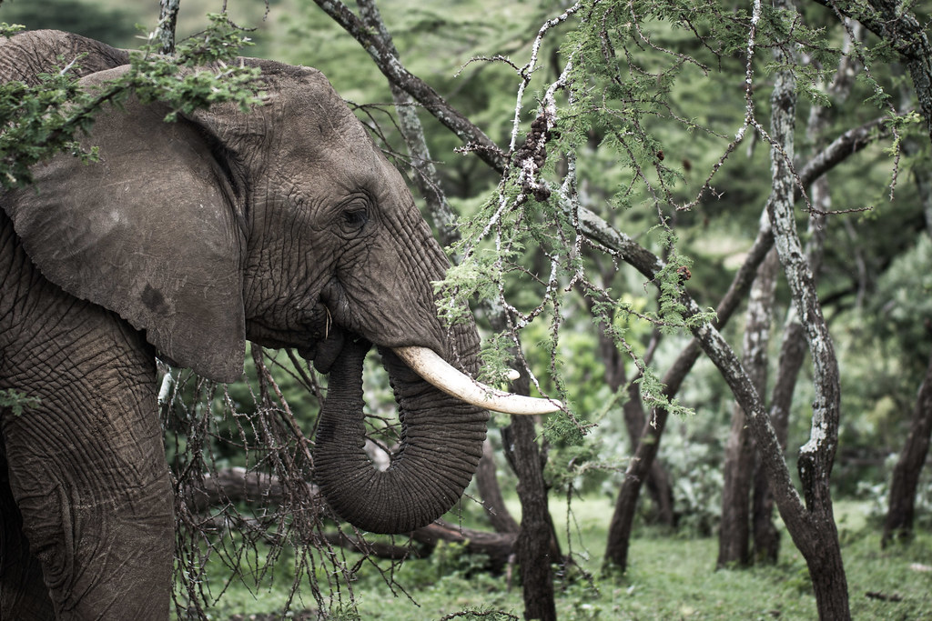 Elephant Camp Tourist Death Exposes Captive Tourism Risks Elephant Camp Tourist Death Exposes Captive Tourism Risks