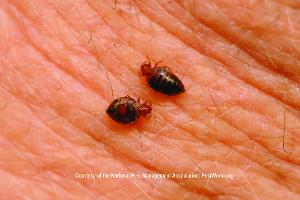 How to Avoid Bed Bugs When Traveling on Holiday How to Avoid Bed Bugs When Traveling on Holiday