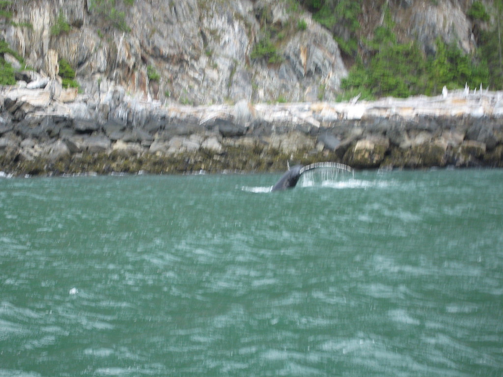 alaska-cruise-ship-adds-observer-to-protect-whales Alaska Cruise Ship Adds Observer to Protect Whales
