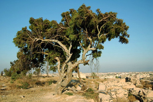 Syria Begins 2026 Summer Tourism Season to Support Recovery Syria Begins 2026 Summer Tourism Season to Support Recovery