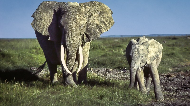 Tanzania Leads Kenya in Tourism Revenue and Visitor Spending in 2025 Tanzania Tops Kenya in Tourism Revenue