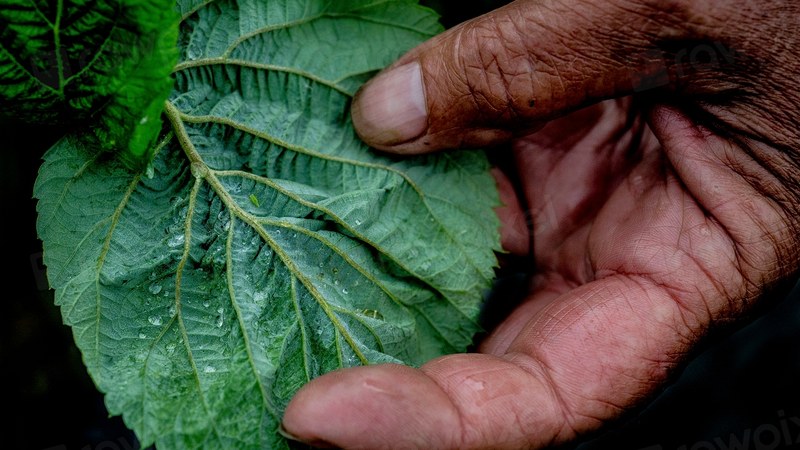 Australia Pauses Working Holiday Visas From 24 Countries Impacting Regional Sectors Australia's Working Holiday Visa Pause Risks Agriculture