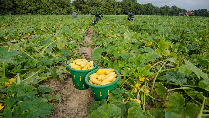 Australia Pauses WHM Visa Processing from 24 Countries Impacting Agriculture Australian Agriculture Threatened by Working Holiday Visa Suspension