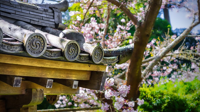 Chinese Tourist Arrivals to Japan Fall 56.1% in July 2026 Chinese tourist arrivals in Japan drop sharply in early 2026