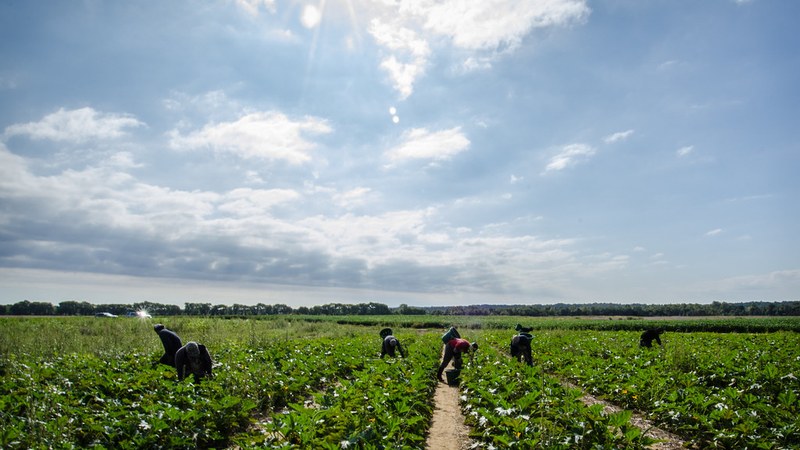 US Court Orders Revision of Trump-Era Farmworker Visa Program Changes Judge Mandates Redo of US Farmworker Visa Program Changes