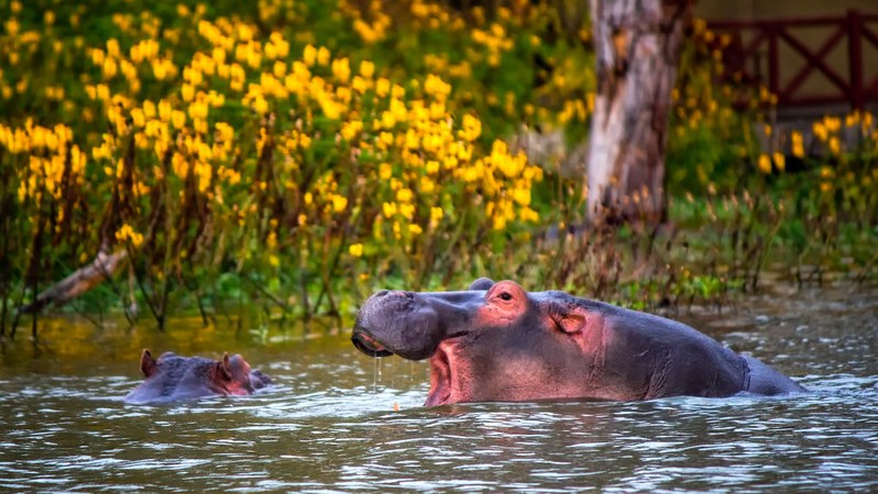 Kenya Tourism Revenue Hits Sh564 Billion in 2026 Kenya’s Tourism Revenue Climbs to Sh564 Billion in 2026