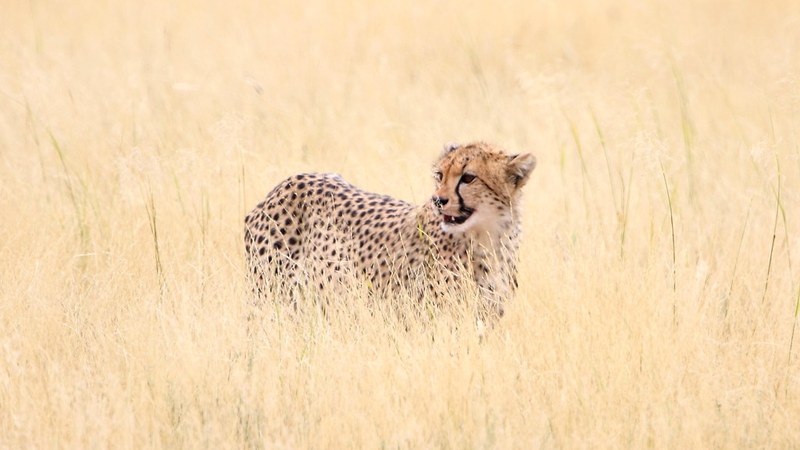 Phu Tho Welcomes 10.5 Million Visitors, Earns US$410M in H1 2026 South Africa Sees 12.3% Rise in International Tourists H1 2026