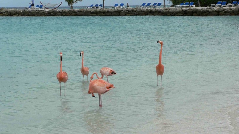 Aeroméxico Announces First Direct Flights from Mexico City to Nassau and Montego Bay Aeromexico Starts Direct Flights from Mexico to Jamaica and Bahamas
