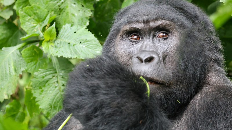 Uganda Earns Shs398.8 Billion from Gorilla Tourism in Four Years Uganda Earns Shs398.8b from Gorilla Tourism in Four Years