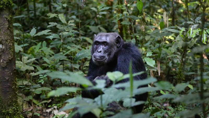 Uganda Gorilla Tourism Earns Shs398.8 Billion in Four Years Uganda's Gorilla Tourism Earns Shs398.8 Billion in Four Years
