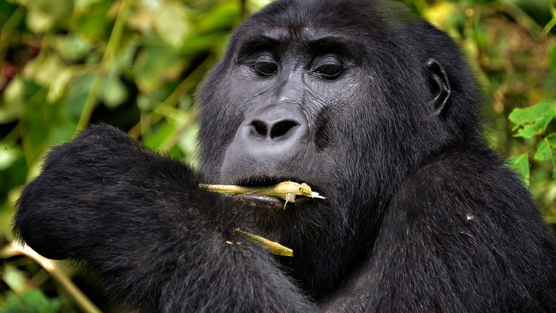 Uganda’s Gorilla Tourism Generates Shs398.8 Billion Over Four Years Uganda’s Gorilla Tourism Earns Shs398.8 Billion in Four Years
